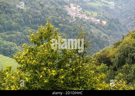 Chestnut trees in the Valle di Muggio. Even today, an annual chestnut festival is celebrated. In the past, chestnuts were a staple food of the rural poor. Impressions in the Ticino Muggio Valley, Breggia, Switzerland Stock Photo