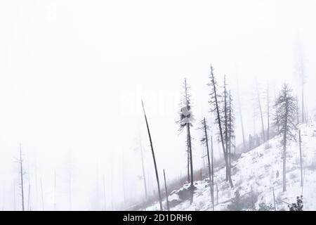Burnt Fir Trees on Mountain in Winter with Snow and Fog Stock Photo