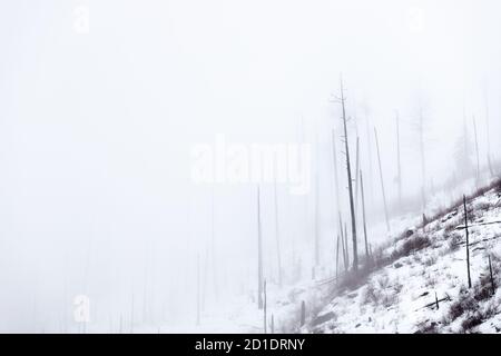 Foggy Winter Landscape with Burnt Fir Trees on Mountain Stock Photo