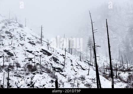Burnt Trees in Forest on Mountain in Winter with Snow and Fog Stock Photo