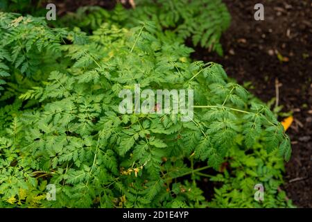 Poison hemlock leaves (Conium maculatum) Stock Photo