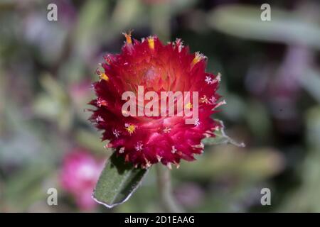 A red Gomphrena globosa or Bachelor's Button is an annual plant. Species can have several different colors.