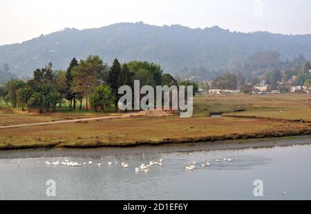 seagulls gather in corte madera creek in larkspur marin county california usa Stock Photo