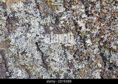 The old lichen on the old tree. Stock Photo