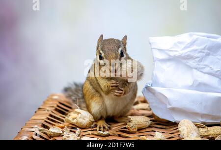 Little chipmunk poses with a delicious peanut stuffed in his cheek. peanut? what peanut? Stock Photo