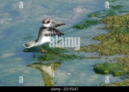 Semi Palmated plover juveniles on slimy rocks Stock Photo