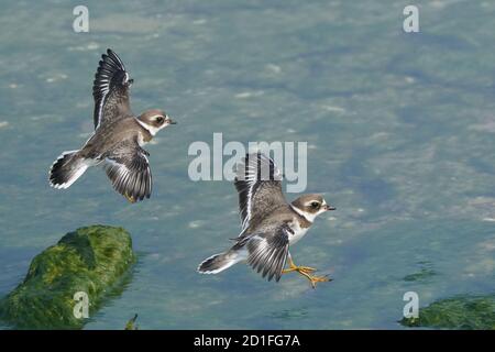 Semi Palmated plover juveniles on slimy rocks Stock Photo