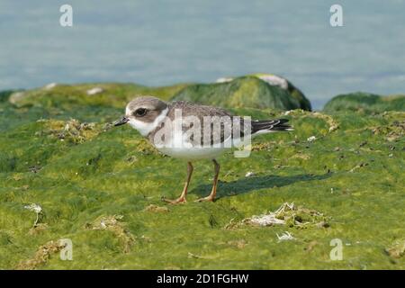 Semi Palmated plover juveniles on slimy rocks Stock Photo