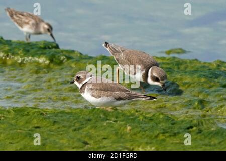 Semi Palmated plover juveniles on slimy rocks Stock Photo