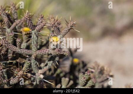 Yellow florescences, Slender Cholla, Cylindropuntia Ramosissima, Cactaceae, native shrub, Joshua Tree National Park, Southern Mojave Desert, Summer. Stock Photo