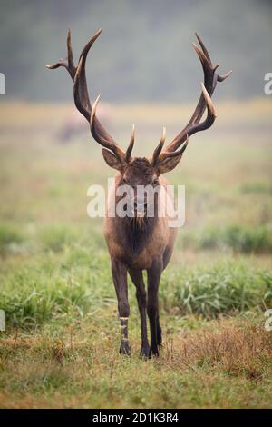 Bull Elk in Autumn Stock Photo