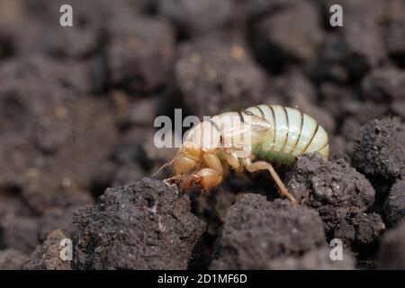 Larva of mole cricket, Gryllotalpa gryllotalpa in close up low angle view. Selective focus Stock Photo