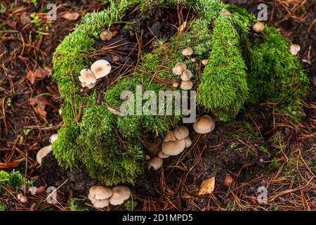 An old trunk overgrown with green moss and mushrooms. Forest cover. Fallen pine needles. Coniferous forest. Autumn in Poland. Walking among the trees. Stock Photo