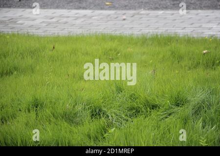 Green grass background texture. Element of design. Stock Photo