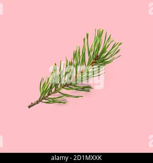 pine twig isolated, Pine branch on white background Stock Photo