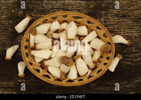 Mushrooms in basket (Pleurotus eryngii) Stock Photo