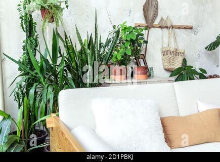 Light sofa with pillows against a gray wall. There are many pots of green plants behind the sofa. Stock Photo