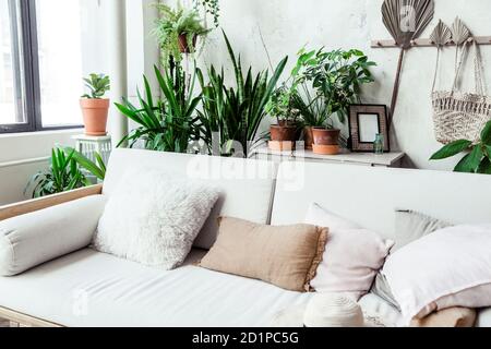 Light sofa with pillows against a gray wall. There are many pots of green plants behind the sofa. Stock Photo