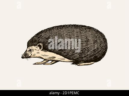 Hedgehog or Spiny forest animal. Prickly creature. Side view. Vector Engraved hand drawn Vintage sketch for label or poster. Stock Vector