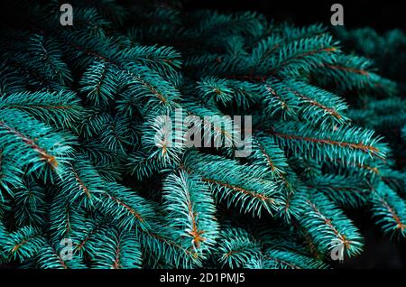 Spruce branches close-up. Christmas tree in nature. Beautiful spruce branch with needles. Blue spruce. Stock Photo