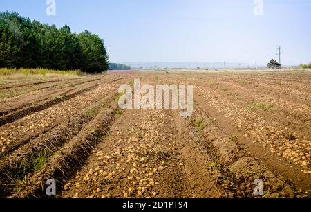 The harvest of potatoes. Large potato fields with excavated tubers. Agricultural industry. Farming. Olericulture. Stock Photo