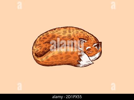 The fox is sleeping. Animal with fluffy tail. Forest ginger beast. Curled up. Vector Engraved hand drawn Vintage sketch for label or poster. Stock Vector