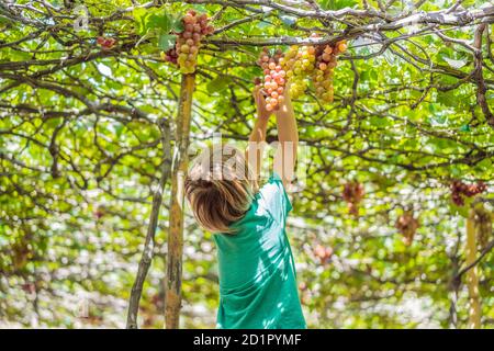 Child taking grapes from vine in autumn. Little boy in vineyard. Fight picking grapes Stock Photo