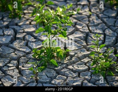 Plant growing in a dry cracked soil. Europe Stock Photo