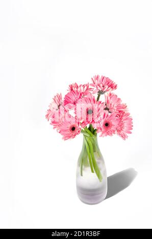 Pink gerbera flowers in vase isolated on white background Stock Photo