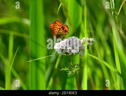 Lesser Marbled Fritillary (Brenthis ino) feeding on flower. Upper Austria, Austria, Europe Stock Photo