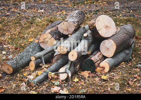 Wooden logs of woods in the park in autumn, stacked in a pile. Freshly chopped tree logs stacked up on top of each other in a heap. Firewood in the fo Stock Photo