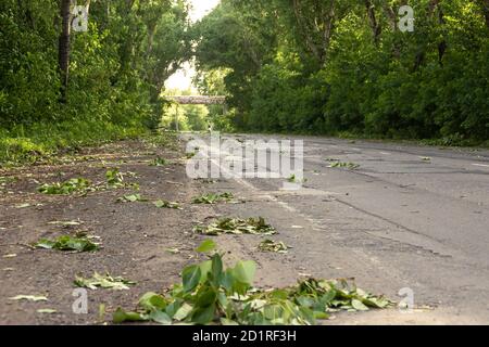 old road strewn with branches and leaves after strong wind, selective focus Stock Photo