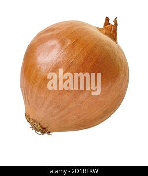 fresh onion vegetable with clipping path on a white isolated background Stock Photo