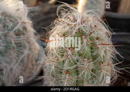 Old man cactus (cephalocereus senilis) grows hairy in a cactus greenhouse in Arizona, USA Stock Photo