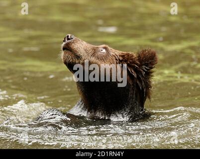 A young Kamchatka brown bear plays in its enclosure at the 'Tierpark Hagenbeck' zoo in Hamburg September 20, 2007. The four nine-month old bears, one female and three male, who recently arrived from Moscow zoo, have yet to be named.    REUTERS/Christian Charisius (GERMANY)