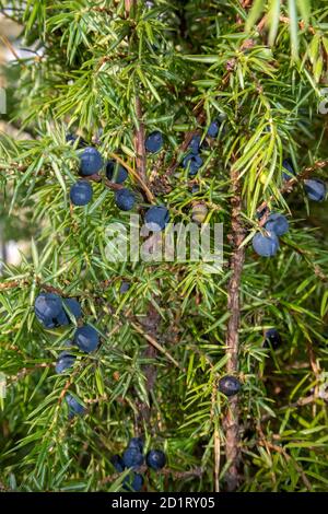 common juniper with blue berries Stock Photo