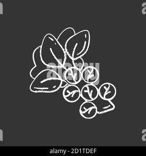 Brussels sprouts chalk white icon on black background Stock Vector