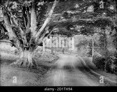 HIGHCLERE CASTLE, Hampshire. Looking down a road which runs through the park, with a large oak tree in the foreground. Photographed by Henry Taunt (active 1860 - 1922). Stock Photo