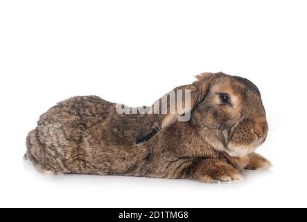Flemish Giant rabbit in front of white background Stock Photo
