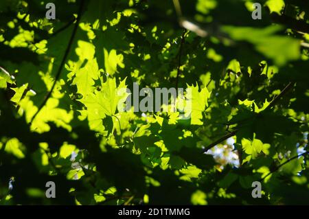 Leaves on the tree highlighted by the rays of the sun Stock Photo