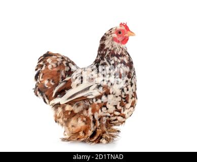 Pekin Bantam in front of white background Stock Photo