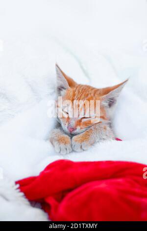 Little ginger kitten sleeps in a red santa hat on a soft blanket Stock Photo