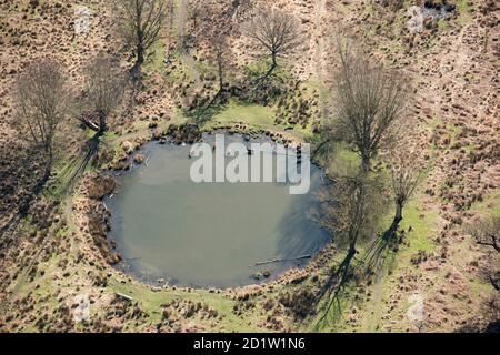 Deer in the pond near White Ash Lodge, Richmond Park, London, UK. Aerial view. Stock Photo