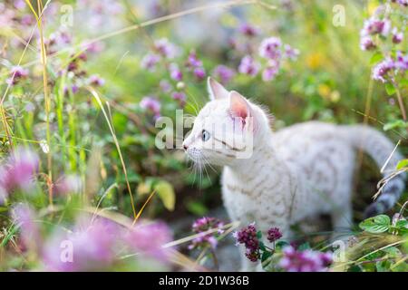 A cute white little Snow Bengal kitten outdoors surrounded by purple flowers, oregano herb. The curious little cat is 7 weeks old. The cat is centered Stock Photo