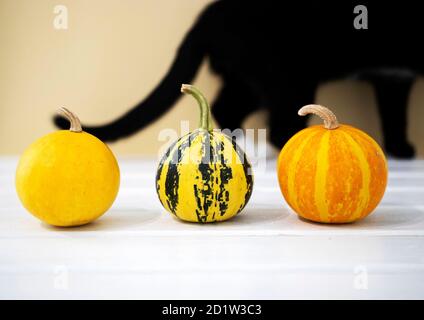 Small pumpkin with black cat on backround. Top view, Copyspace, Haloween concept. Stock Photo