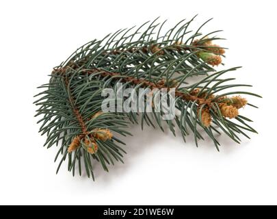 spruce branch isolated on white background Stock Photo