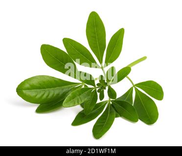 Choisya ternata sprig  isolated on white background Stock Photo