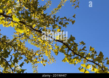 Branches and yellow ginkgo leaves during spring season in Japan. Stock Photo