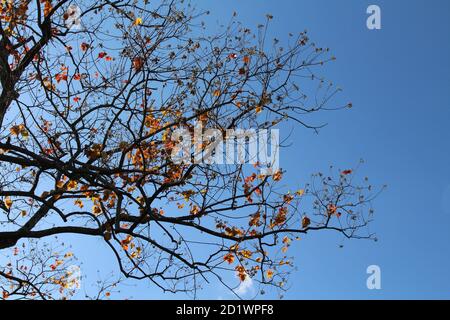 Ginkgo leaves on branches during spring season in Japan. Stock Photo