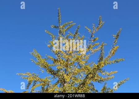 Yellow ginkgo leaves on branches during spring season in Japan. Stock Photo